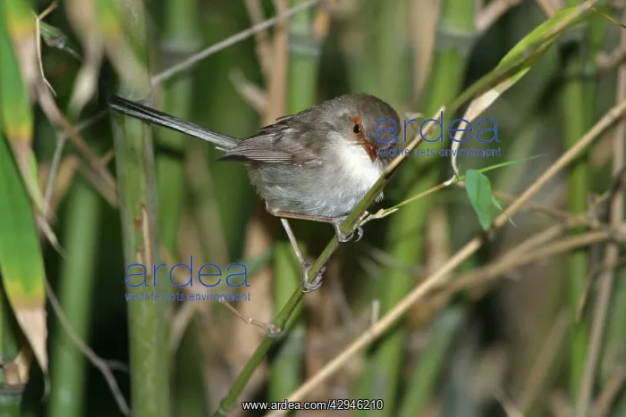 : Superb Fairy-wren - Female : Superb Fairy-wren - Female