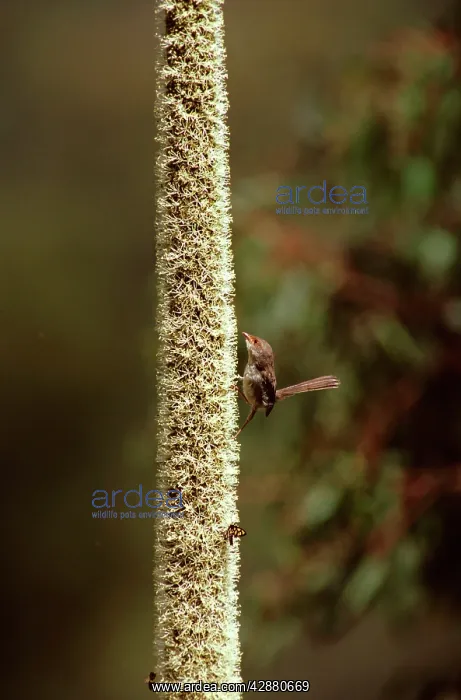 : Superb Fairy-Wren - Female attracted to Grass tree in flower : Superb Fairy-Wren - Female attracted to Grass tree in flower