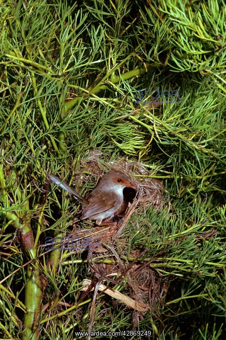 : Superb Fairy-wren - Female at nest : Superb Fairy-wren - Female at nest