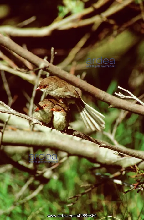 : Superb Fairy-Wren - Group of females : Superb Fairy-Wren - Group of females
