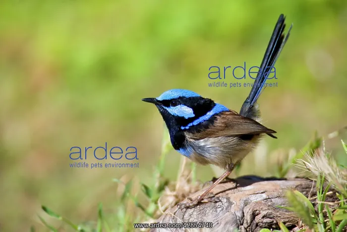 : Superb Fairy-wren - male : Superb Fairy-wren - male