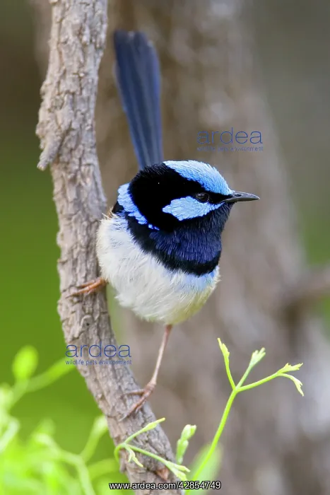 : Superb Fairy-wren - male : Superb Fairy-wren - male