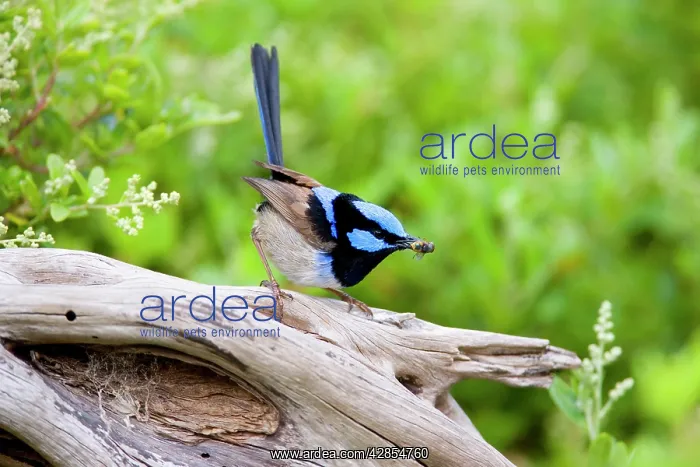 : Superb Fairy-wren - male : Superb Fairy-wren - male