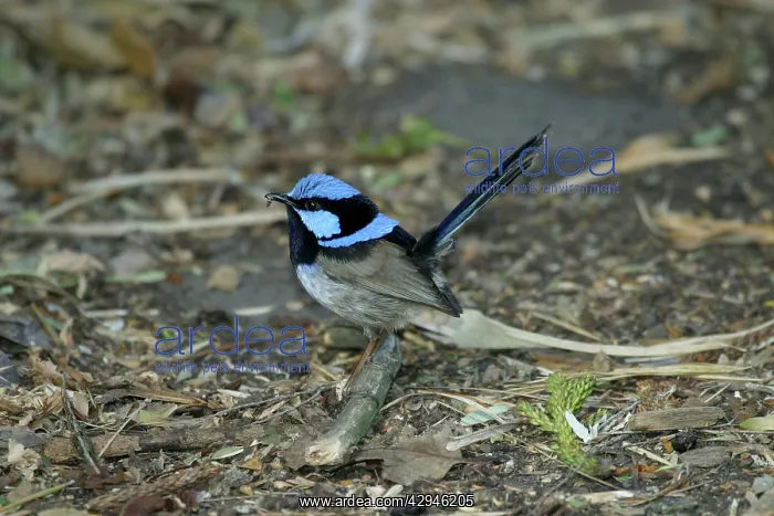: Superb Fairy-wren - Male : Superb Fairy-wren - Male