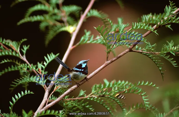 : Superb Fairy-Wren - male in breeding plumage : Superb Fairy-Wren - male in breeding plumage