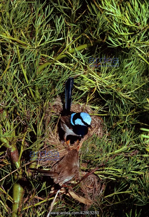 : Superb Fairy-wren - Male & female at nest : Superb Fairy-wren - Male & female at nest