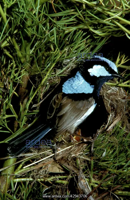 : Superb fairy-wren (Malurus cyaneus) male. Australia : Superb fairy-wren (Malurus cyaneus) male. Australia