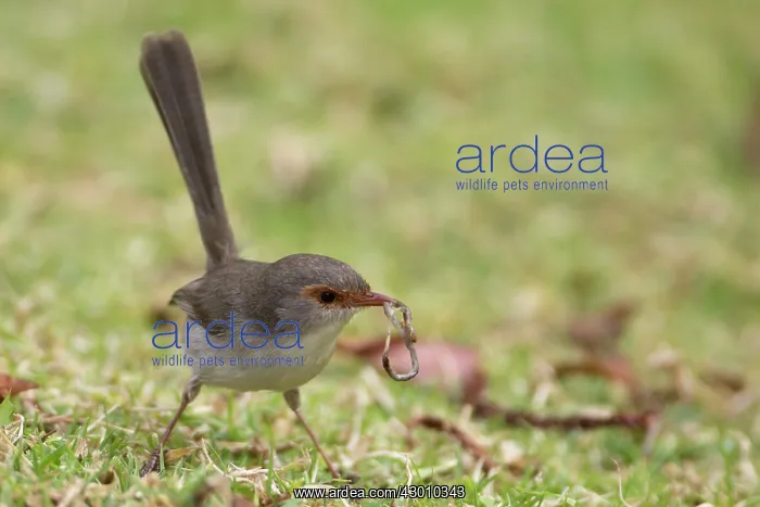 : Superb Fairywren : Superb Fairywren