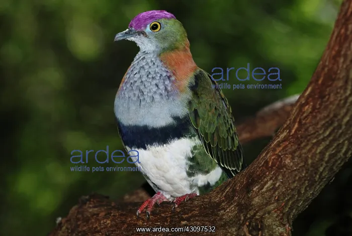 : Superb Fruit-Dove