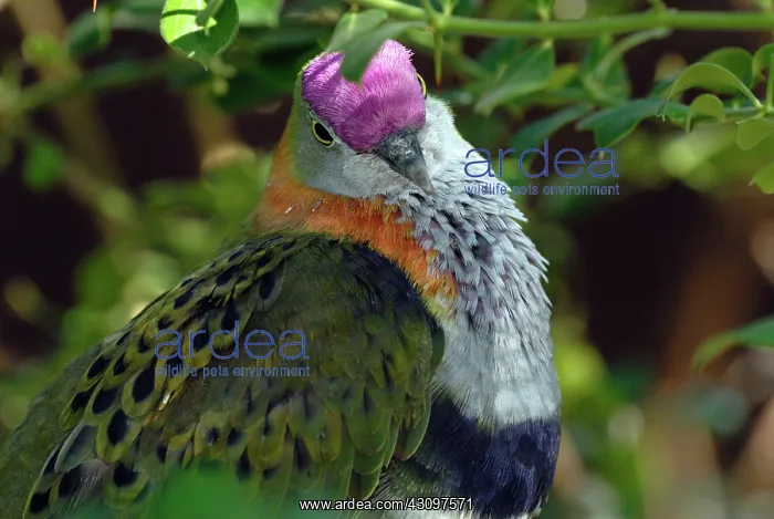 : Superb Fruit-Dove : Superb Fruit-Dove