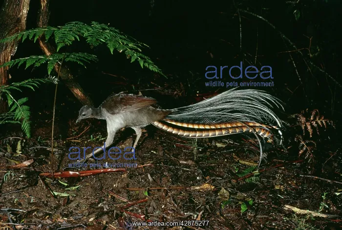 : Superb Lyrebird : Superb Lyrebird