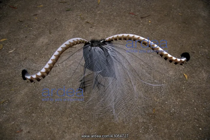  : Superb Lyrebird