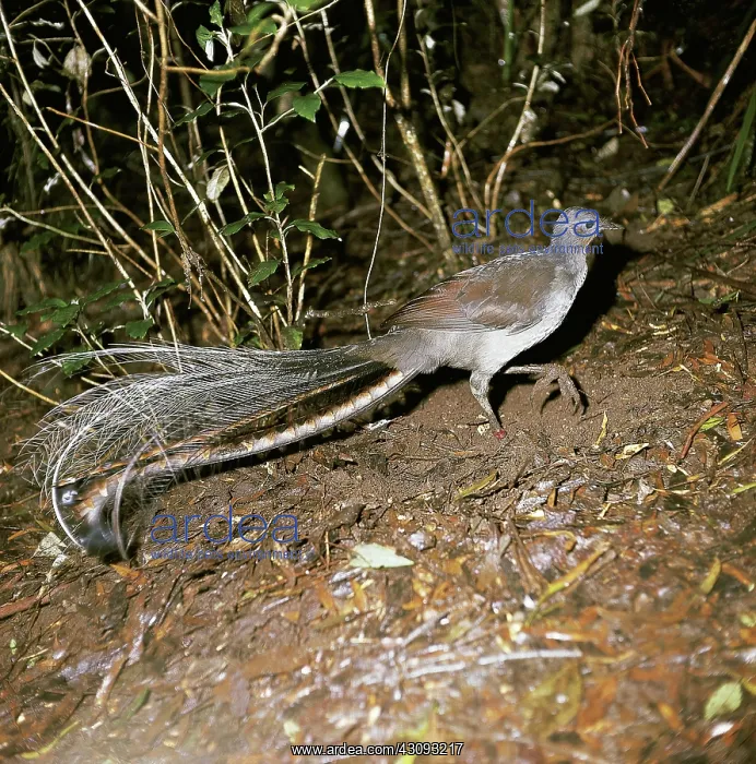 : Superb Lyrebird : Superb Lyrebird