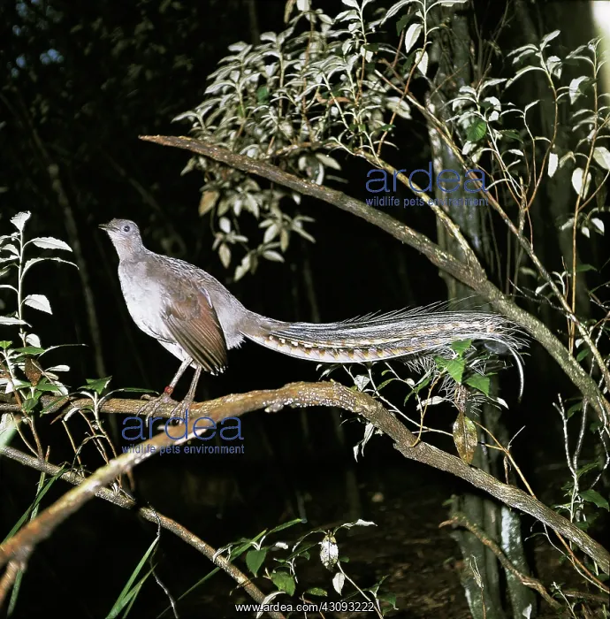 : Superb Lyrebird : Superb Lyrebird