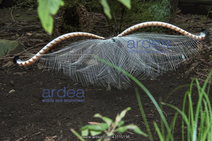: Superb Lyrebird : Superb Lyrebird