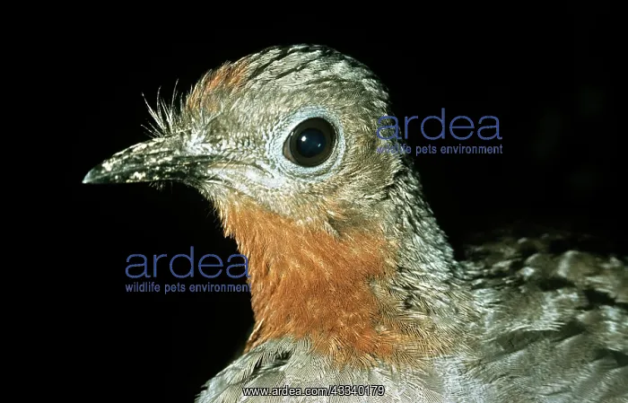 : Superb Lyrebird : Superb Lyrebird