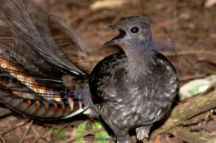 : Superb Lyrebird - adult male territorial calling - have terr : Superb Lyrebird - adult male territorial calling - have terr