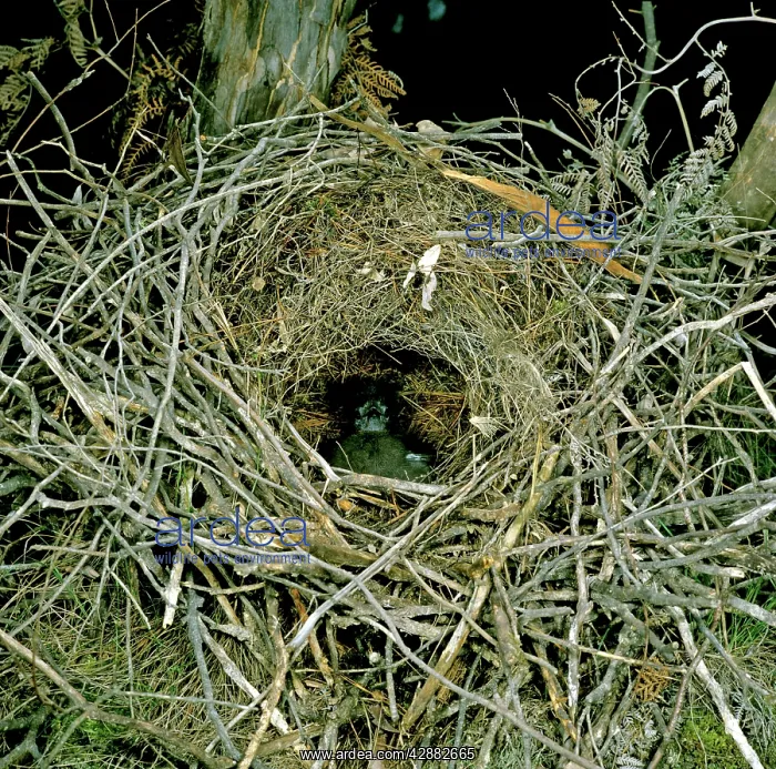 : Superb Lyrebird - Chick in nest : Superb Lyrebird - Chick in nest