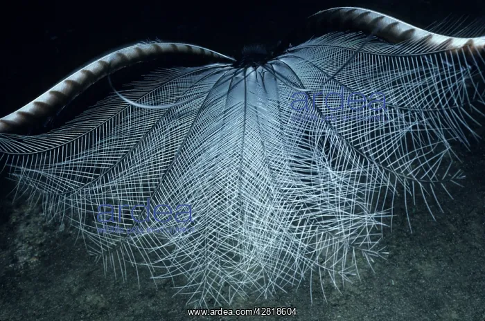 : Superb Lyrebird - in courtship display, inverts : Superb Lyrebird - in courtship display, inverts