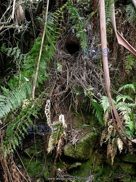 : Superb Lyrebird - domed nest built by female : Superb Lyrebird - domed nest built by female
