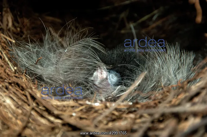 : Superb Lyrebird - a downy chick asleep in the nest : Superb Lyrebird - a downy chick asleep in the nest