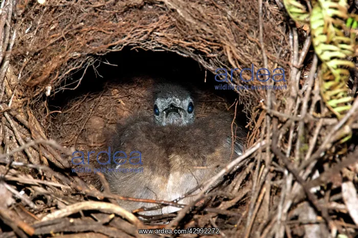 : Superb Lyrebird - downy chick at back of domed nest : Superb Lyrebird - downy chick at back of domed nest