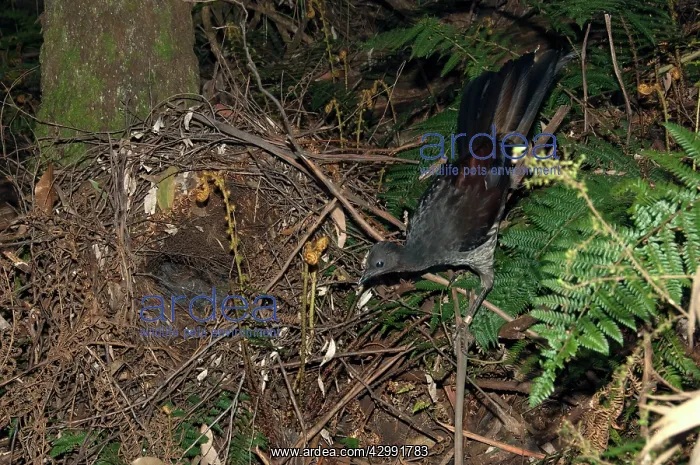 : Superb Lyrebird - female near her nest : Superb Lyrebird - female near her nest