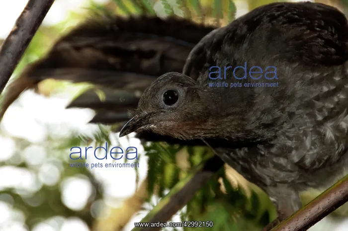 : Superb Lyrebird - female above nest : Superb Lyrebird - female above nest