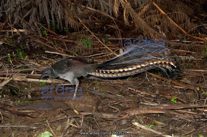  : Superb Lyrebird - foraging by turning over leaf litter of th