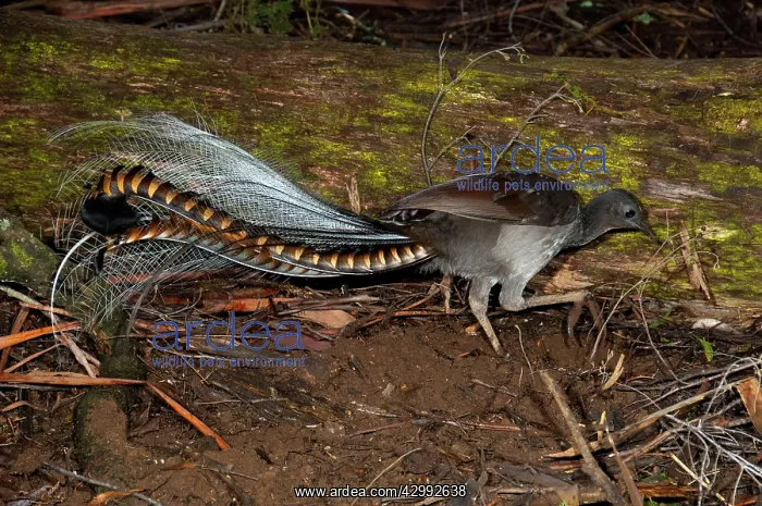 : Superb Lyrebird - foraging for worms and small insects : Superb Lyrebird - foraging for worms and small insects