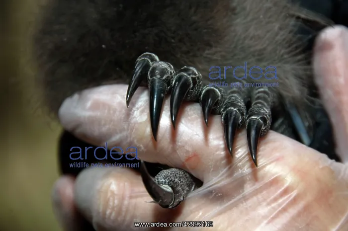 : Superb Lyrebird - long claws of chick used for digging in fo : Superb Lyrebird - long claws of chick used for digging in fo