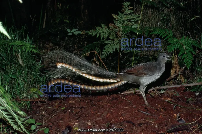 : Superb Lyrebird - male, calling on mound : Superb Lyrebird - male, calling on mound