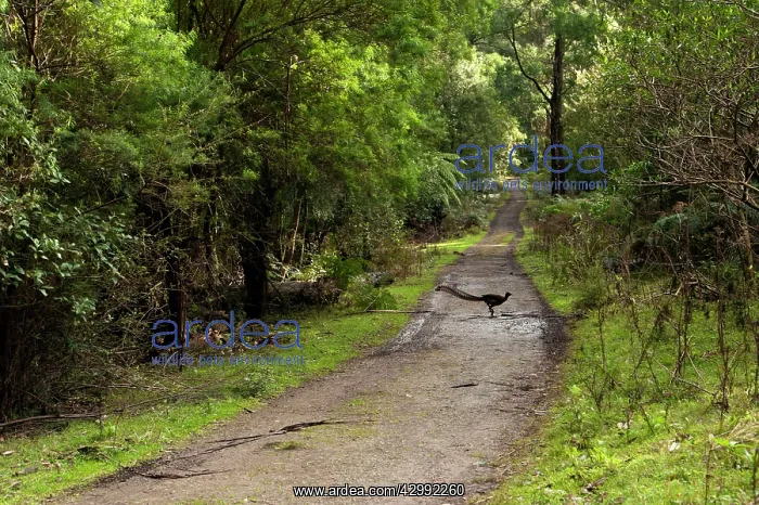 : Superb Lyrebird - male crossing bush track : Superb Lyrebird - male crossing bush track