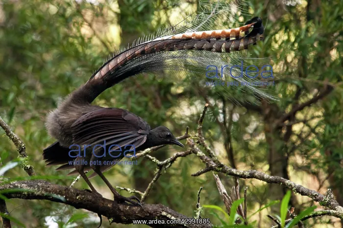 : Superb Lyrebird - male display on his singing perch : Superb Lyrebird - male display on his singing perch
