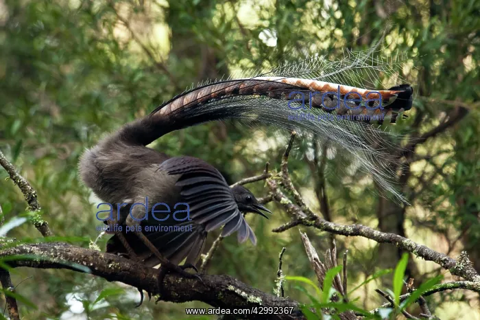 : Superb Lyrebird - male display on his singing perch : Superb Lyrebird - male display on his singing perch