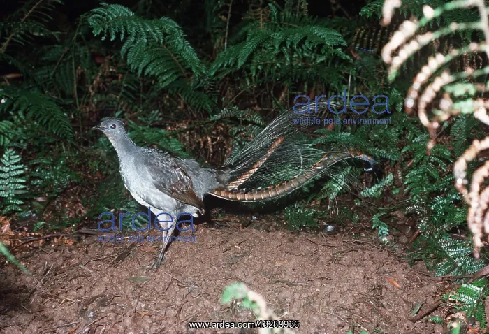 : SUPERB LYREBIRD - male on mound : SUPERB LYREBIRD - male on mound