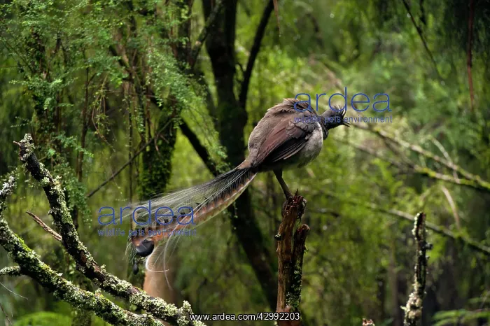 : Superb Lyrebird - male on a singing perch : Superb Lyrebird - male on a singing perch