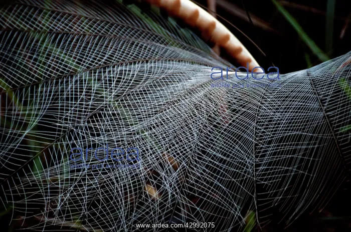 : Superb Lyrebird - male spreading tail during full courtship : Superb Lyrebird - male spreading tail during full courtship