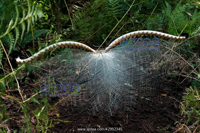 : Superb Lyrebird - male spreading tail during full courtship : Superb Lyrebird - male spreading tail during full courtship