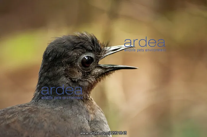  : Superb Lyrebird - male territorial calling - adults compete