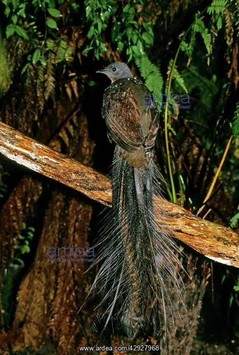 : Superb Lyrebird - mature male : Superb Lyrebird - mature male