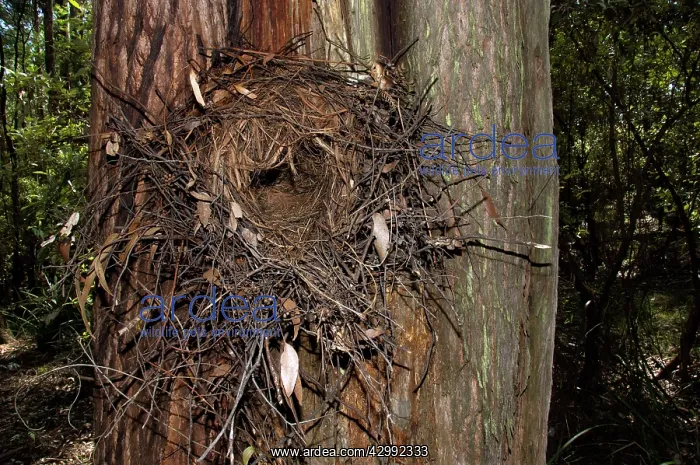 : Superb Lyrebird - nest in tree a few metres above the ground : Superb Lyrebird - nest in tree a few metres above the ground