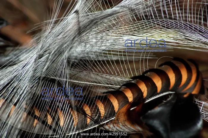 : Superb Lyrebird - tail of male in breeding plumage : Superb Lyrebird - tail of male in breeding plumage