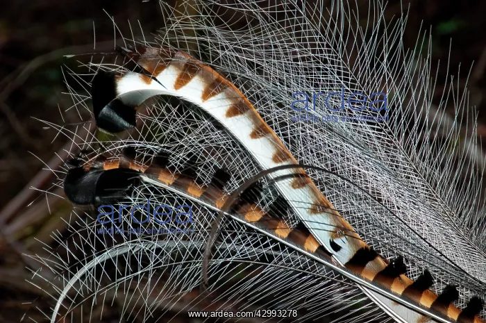 : Superb Lyrebird - tail of male in full breeding plumage : Superb Lyrebird - tail of male in full breeding plumage