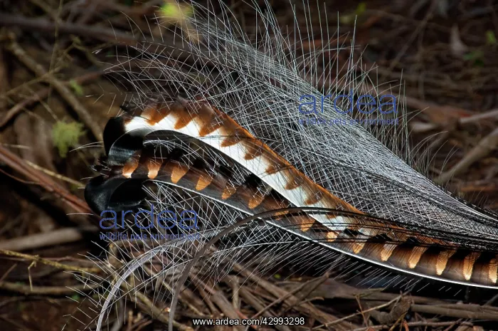 : Superb Lyrebird - tail of male in full breeding plumage : Superb Lyrebird - tail of male in full breeding plumage
