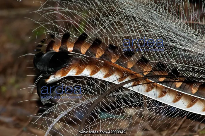  : Superb Lyrebird - tail of male in breeding plumage
