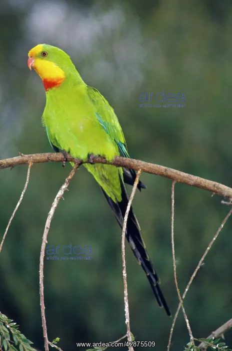 : Superb Parrot - male : Superb Parrot - male