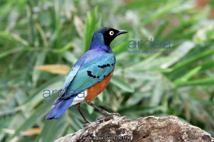  : Superb Starling