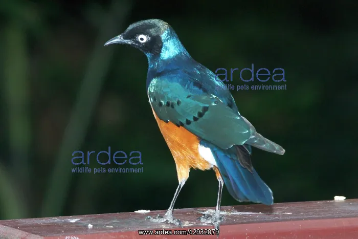 : Superb Starling : Superb Starling