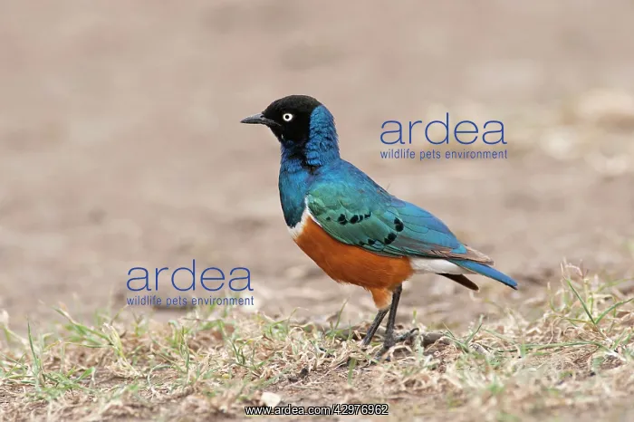 : Superb Starling : Superb Starling